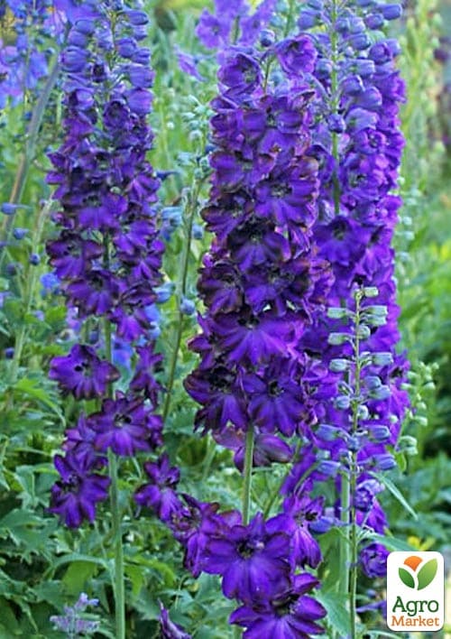 Дельфиниум гибридный "Dark Blue Dark Bee"