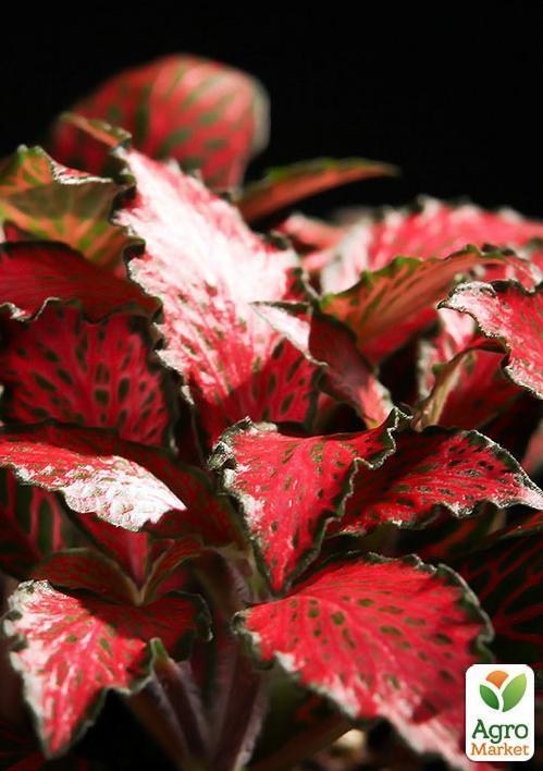 Фиттония "Fittonia Forest Flame" дм 5 см вис. 10 см