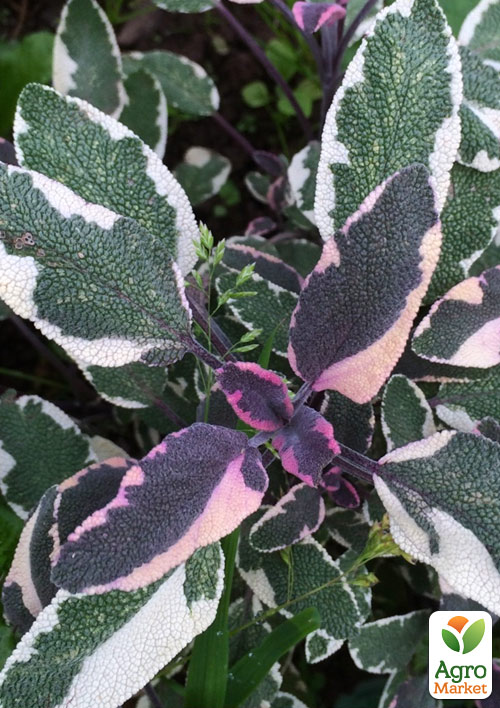 Шалфей "Tricolor" - фото 6