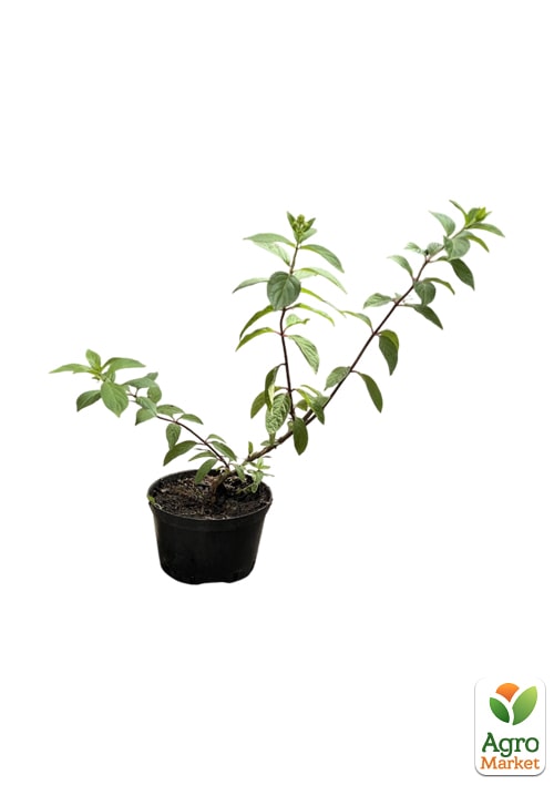 Гортензия 3-х летка метельчатая "Strawberry Blossom" - фото 2