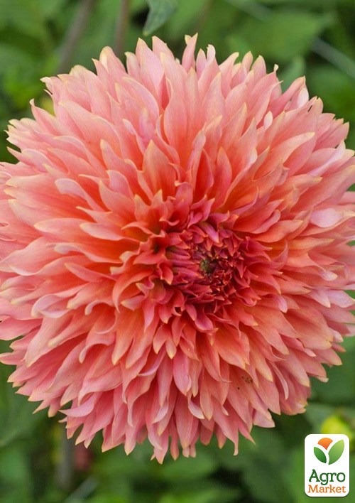 Жоржина "Orange Fubuki"