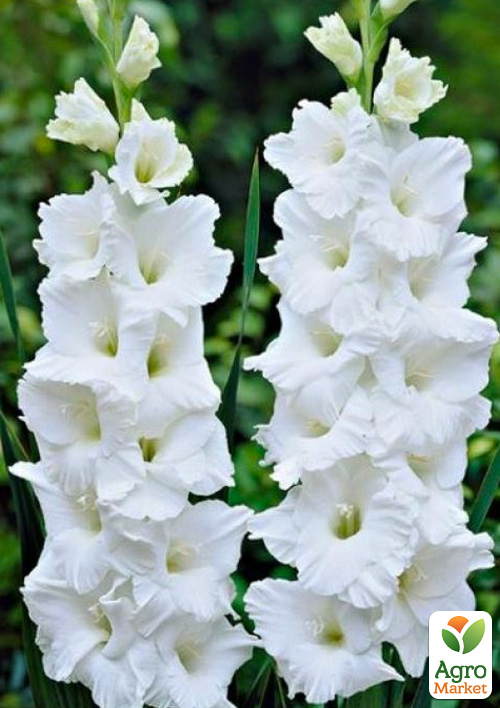 Гладіолус "Nova Zembla"