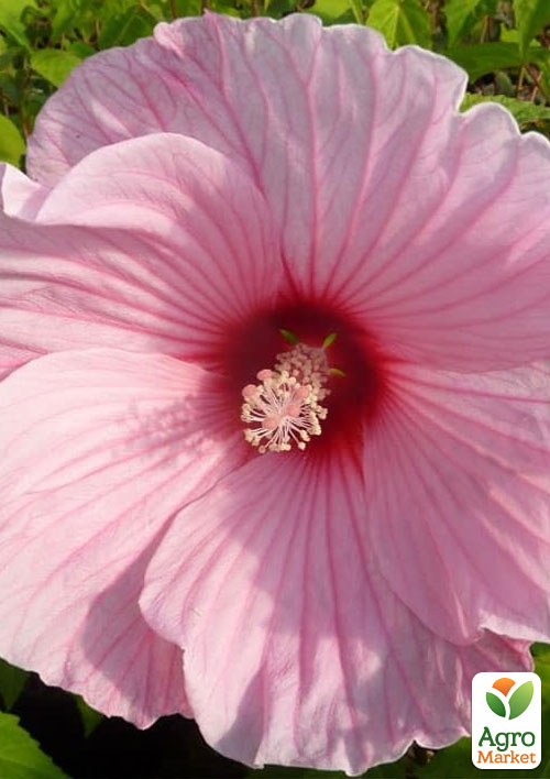 Гибискус травянистый розовый  "Нежная стихия" (Gentle nature)