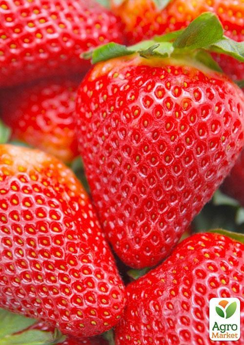Клубника "Джоли" (Joly) (средний срок созревания) 