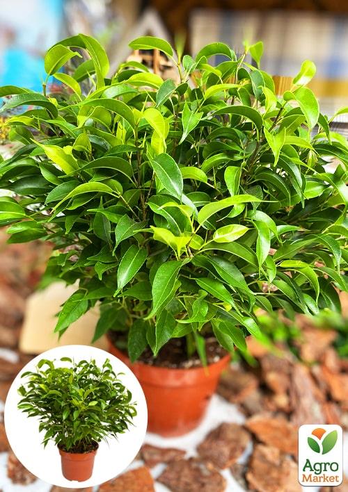 Фікус Бенджаміна (Ficus) "Benjamin"