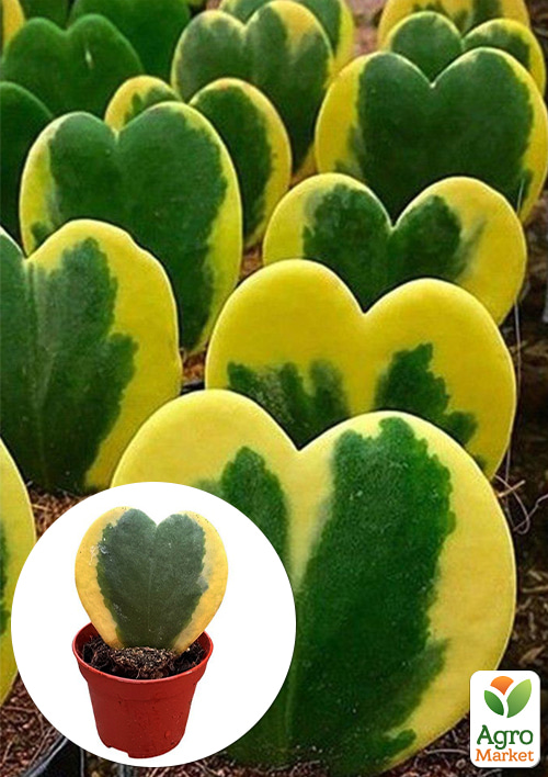 Хойя Керрі "Striped Heart"