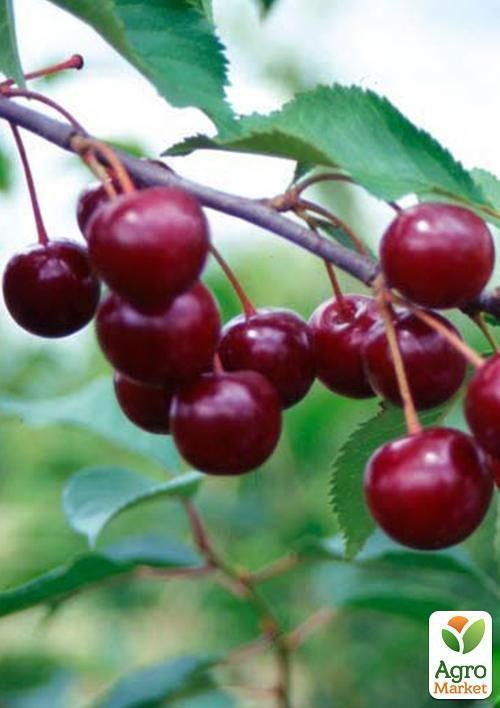 Вишня "Келерис" - фото 2