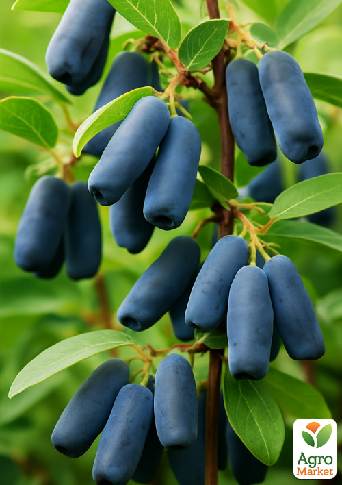 Жимолость "Фиолент" (ранний срок созревания, крупноплодный сорт) - фото 5