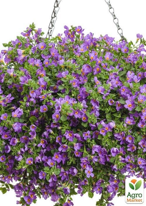 Бакопа Ампельная "Gulliver Blue"