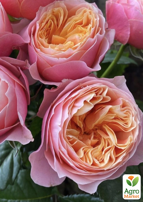 Троянда штамбова "Вувузела" (Vuvuzela) (саджанець класу АА+) - фото 2