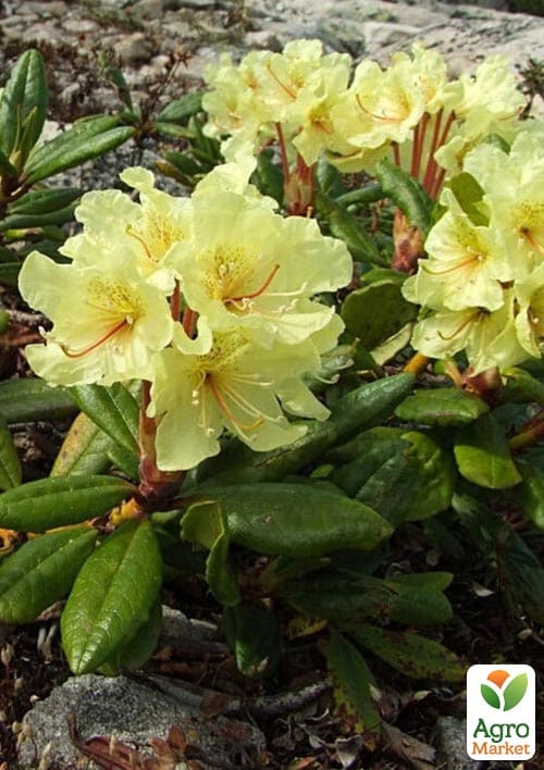 Рододендрон вечнозеленый "Profesor Scholz" - фото 5