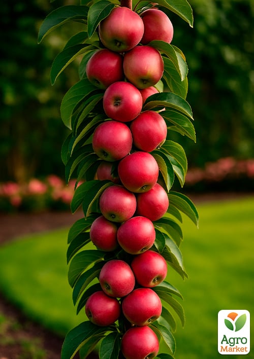 Яблоня колоновидная "Арбат" (осенний сорт)