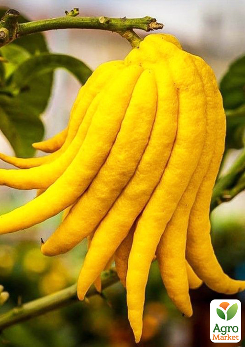 Цитрон (Лайм) "Пальцы Будды" 2х летний, высота 20-30см