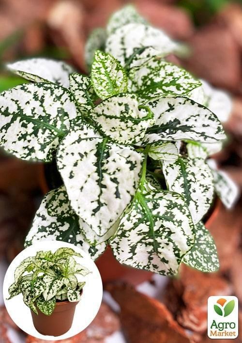 Гипоэстес "Confetti White"