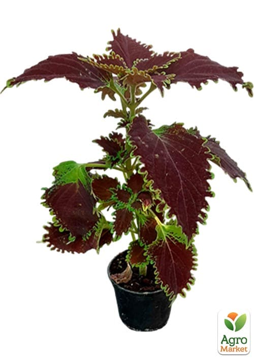 Колеус "Main Street Oxford Street" - фото 3