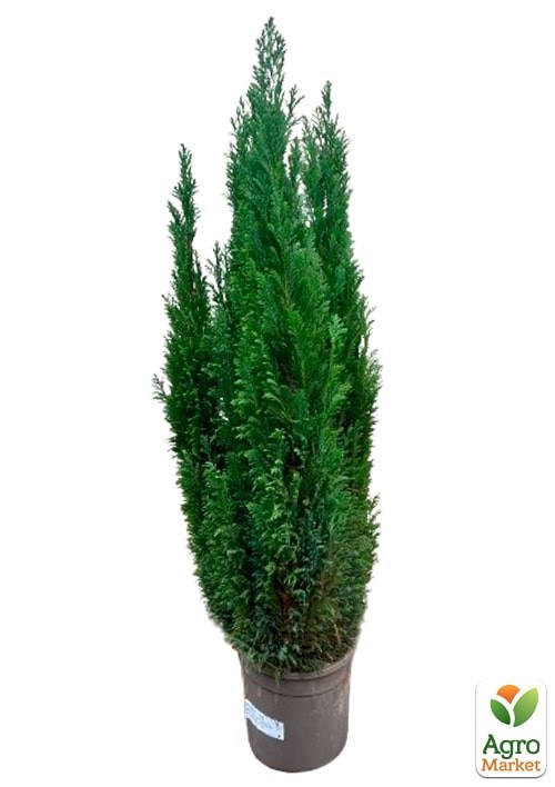 Кіпарисовик "Ellwoodii" (Pyramide) висота 120-140см - фото 2