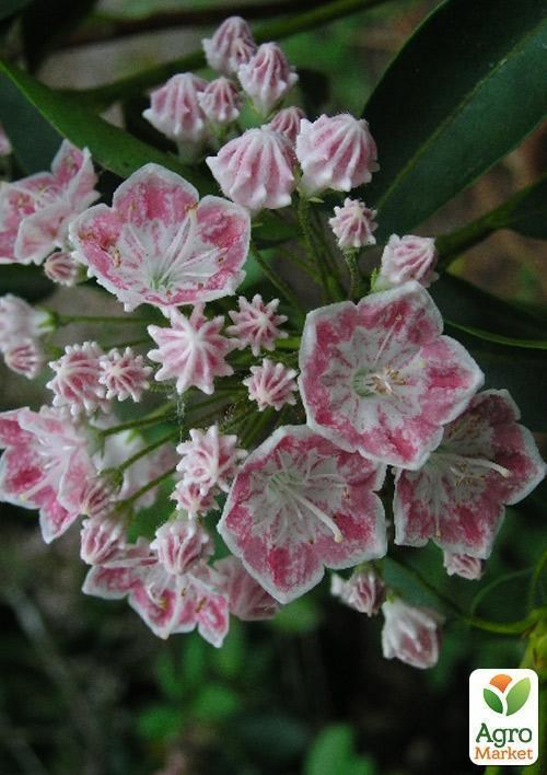 Кальмія latifolia "Hania" - фото 3