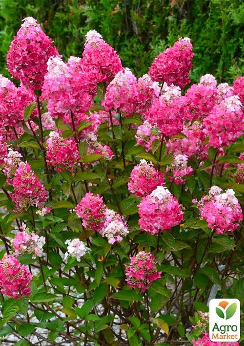 Гортензія 3-х річна волотиста "Framboisine" - фото 3