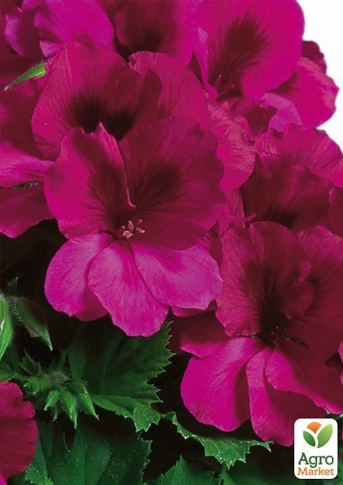 Пеларгонія Королівська Aristo "Burgundy" (контейнер № 10, висота 10-20 см)