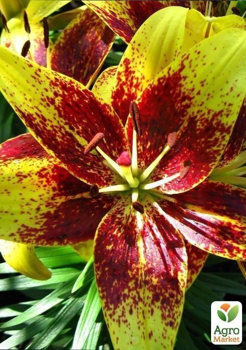 Лилия "Tango Graffiti" 1шт в упаковке