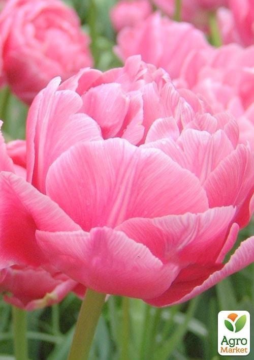 Тюльпан "Up Star" 3шт в упаковке