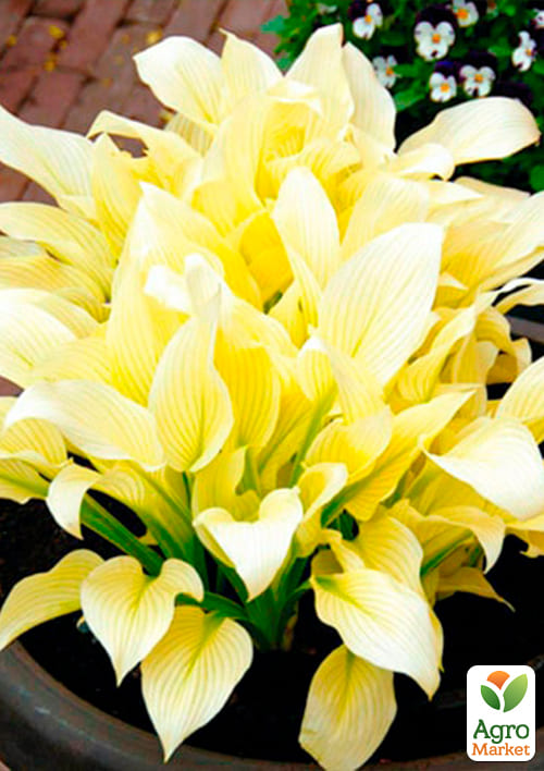 Хоста "White Feather"  - фото 2