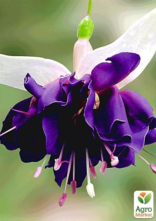 Фуксия ампельная "Deep Purple" (контейнер № 10, высота 5-10 см)