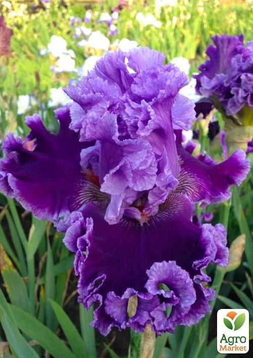 Ірис бородатий великоквітковий "Louisa's Song"