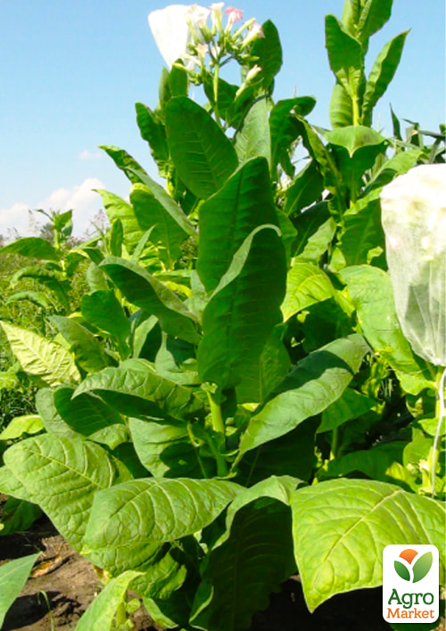 Насіння Тютюн для паління "Кентуккі" ТМ "Vesna Select" 0.5г - фото 2