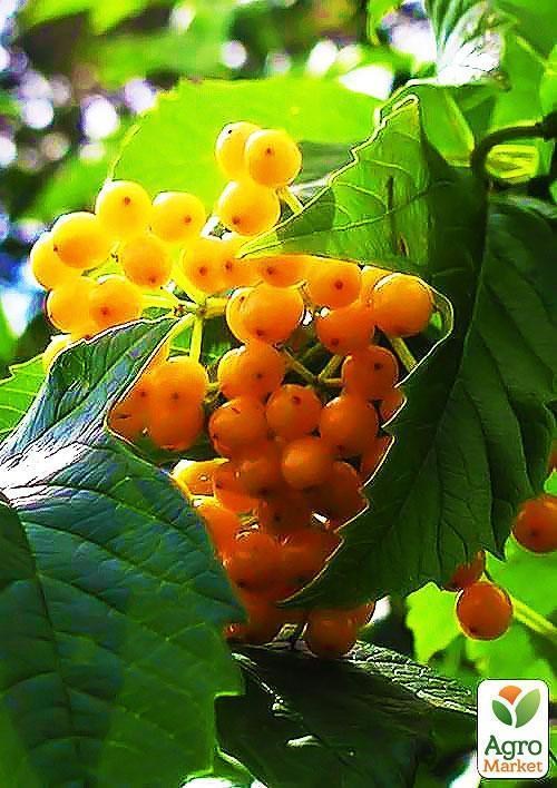 Калина "Жёлтая"