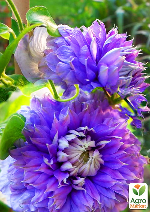 Клематис "Blue Light"