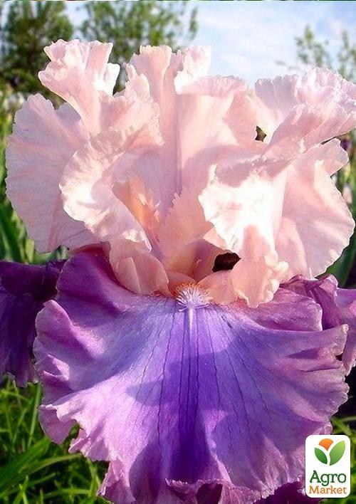 Ирис бородатый крупноцветковый "Sotto Voce"   - фото 2
