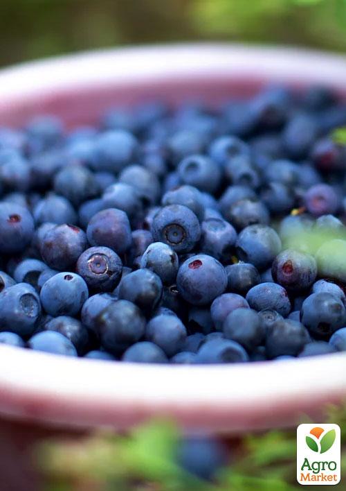 Голубика (черника садовая) "Голд Раубе" (средний срок созревания) - фото 7