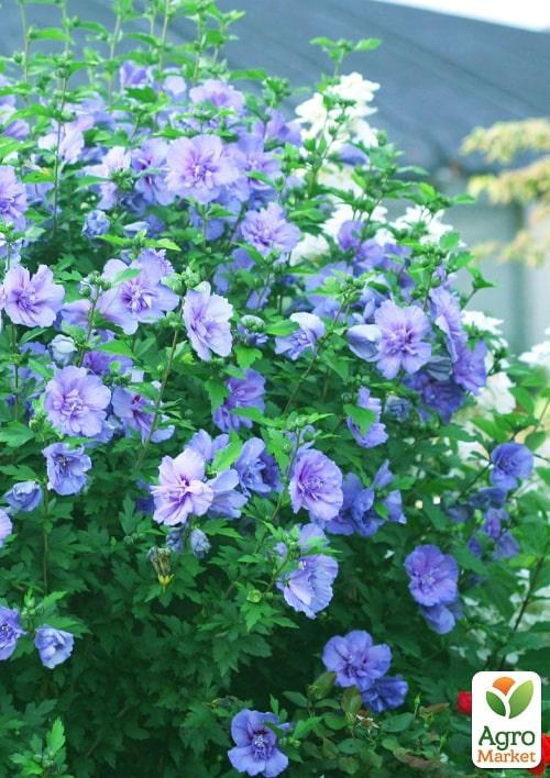 Гибискус сирийский "Blue Chiffon" С2, высота 20-40 см - фото 3