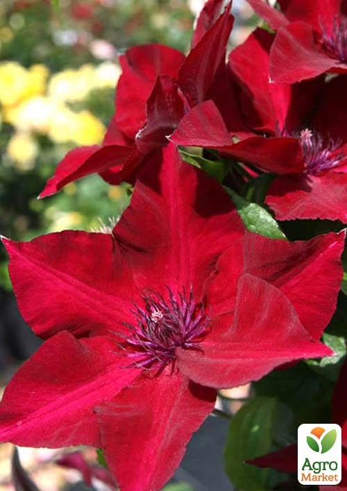 Тріо клематисів "Чарівний сад" вазон С2 - фото 3