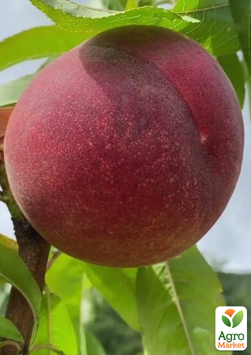 Персик "Тендресс" (великоплідний, морозостійкий, пізній термін дозрівання)