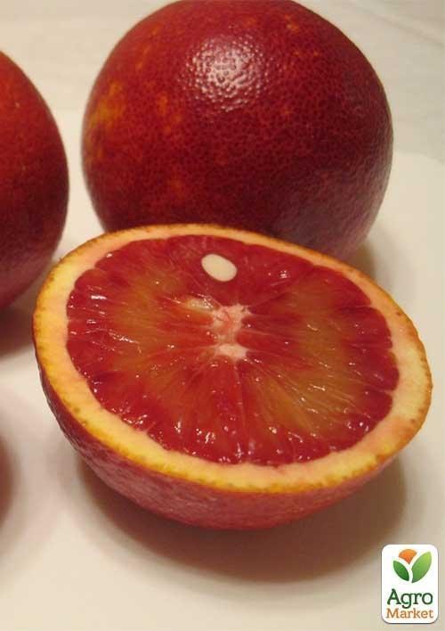 Апельсин "Моро" - фото 4