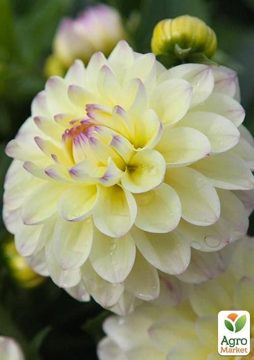 Георгина "Lake Carey"