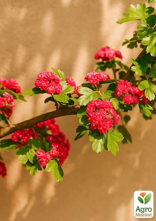 Глід декоративний "Пауль Скарлет" (Crataegus laevigata Pauls Scarlet) - фото 2