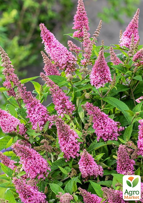 Буддлея 2х-летняя "Butterfly Candy Little Pink", С1  - фото 2