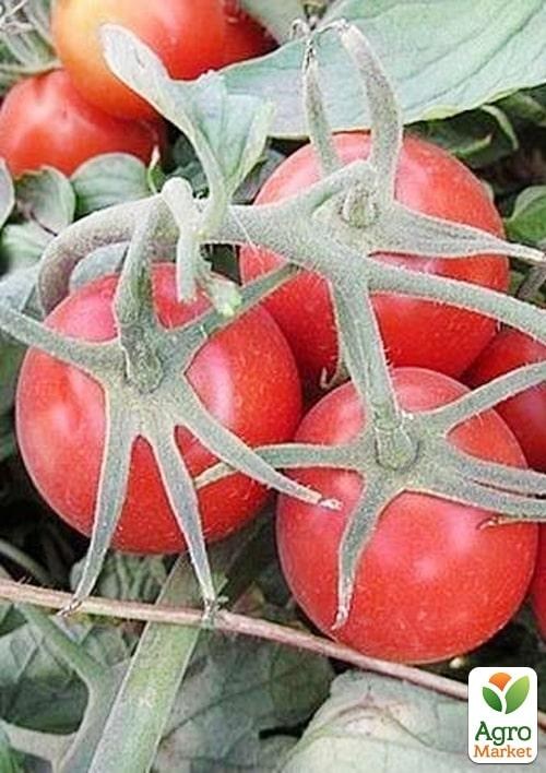Томат детермінантний "2206 F1" ТМ "Lark Seeds" 500шт