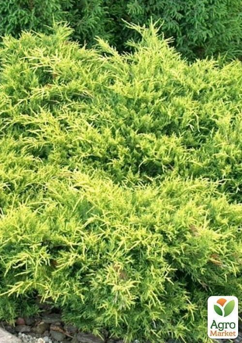 Можжевельник средний "Gold Coast" (контейнер Р9, высота 10-12 см)