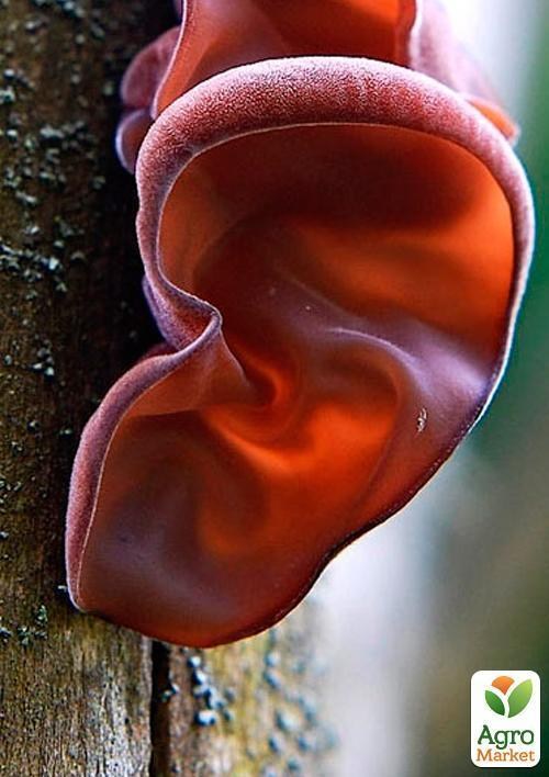 Мицелий на дубовых брусочках "Муэр (Иудино ухо)" 10шт