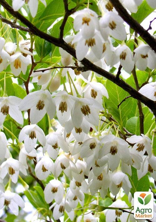 Ландышевое дерево "Halesia" - фото 4