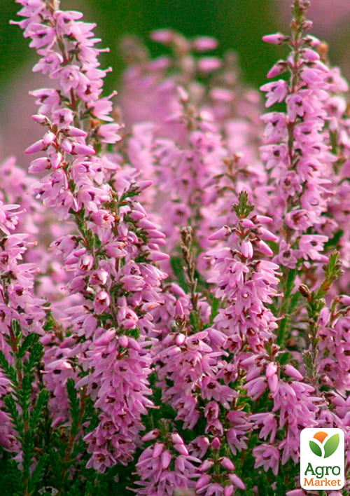 Вереск вечнозеленый "Libra" - фото 5