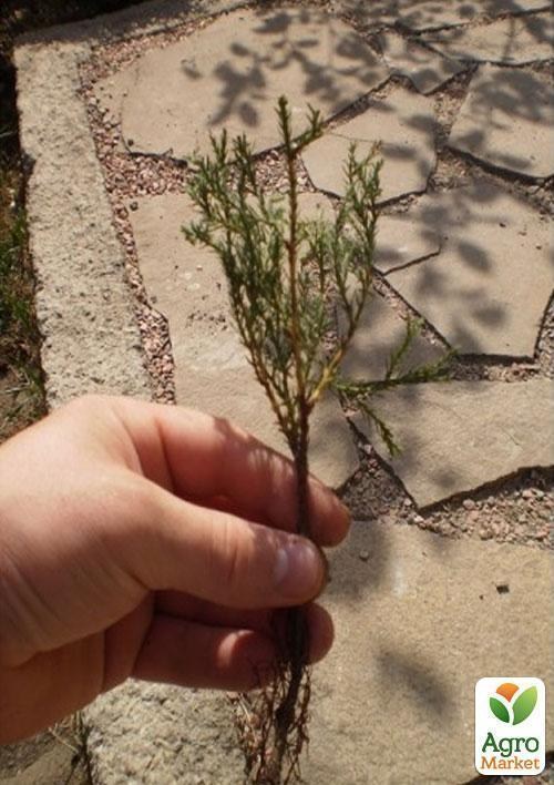 Туя вересковидная горшок P9 - фото 2