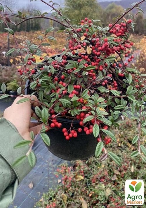 Кизильник иволистный "Parkteppich" контейнер р-9 - фото 3