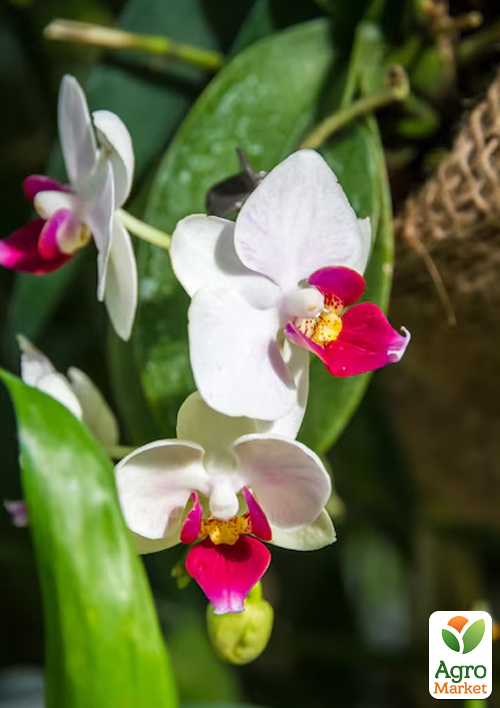 Орхідея (Phalaenopsis) "Red Lip" висота 60-70см