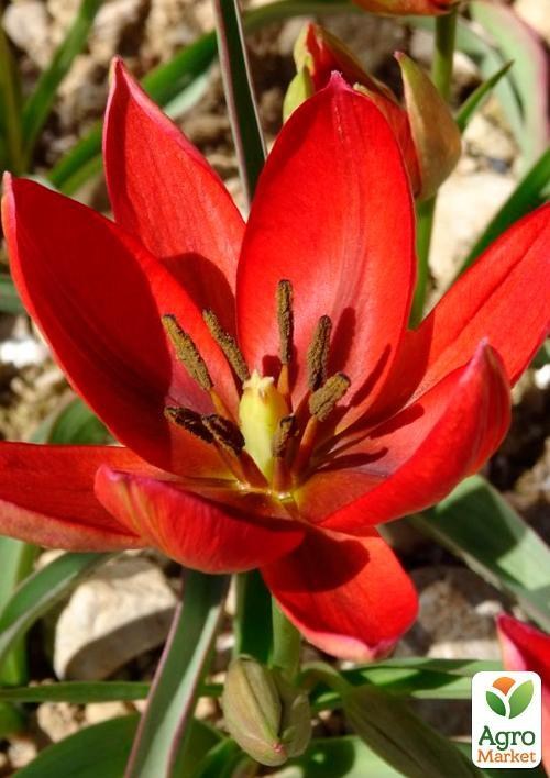 Унікальний сорт! Тюльпан "Hageri" (розмір 5/+) 3шт в упаковці