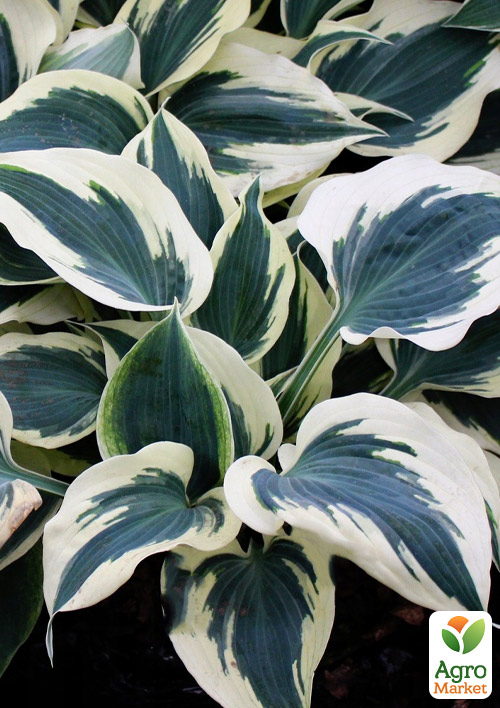 Хоста гібридна "Firn Line" С1.5